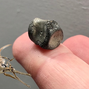 Fossil Champsosaurus Vertebra - Hell Creek Formation Montana - Reptile During the Time of the Dinosaurs