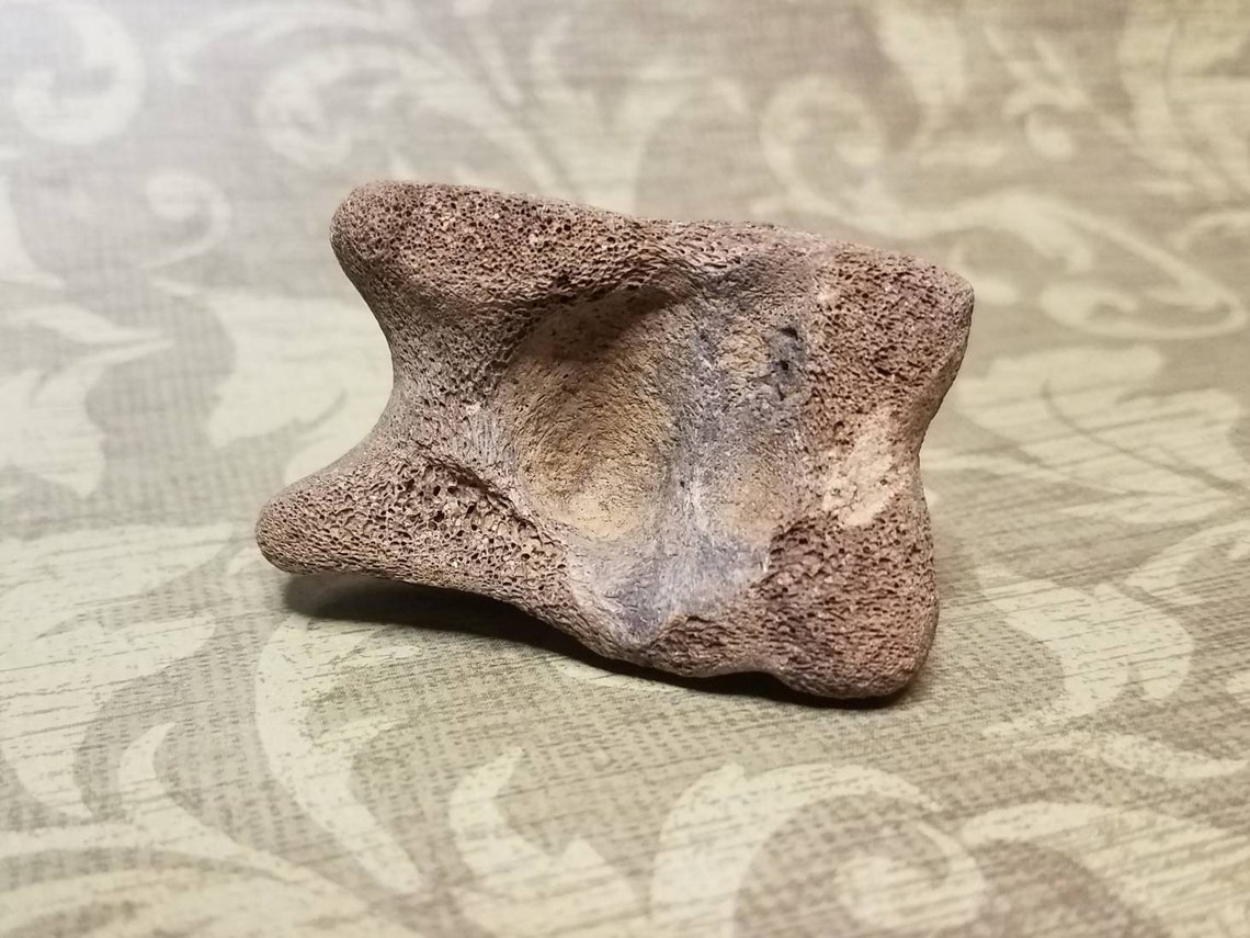 Extinct Stoutlegged llama Palaeolama mirifica Astragalus Etsy