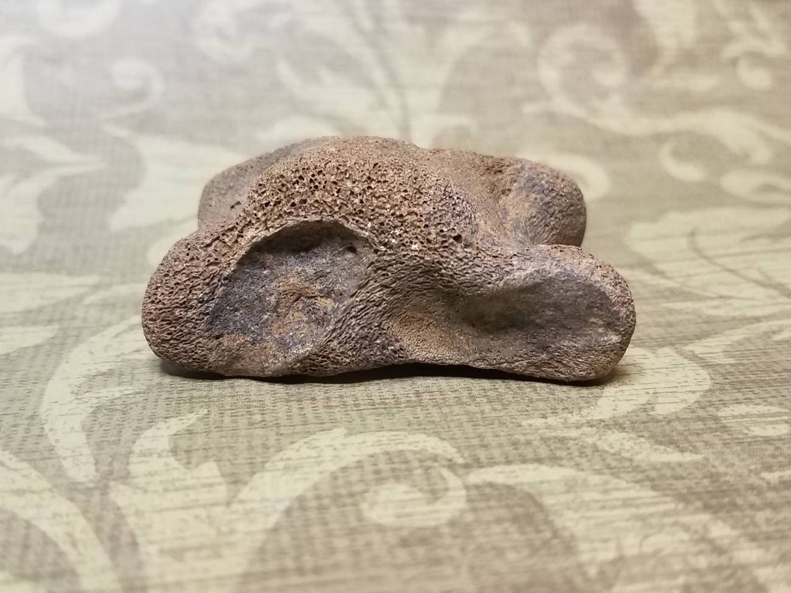 Extinct Stoutlegged llama Palaeolama mirifica Astragalus Etsy