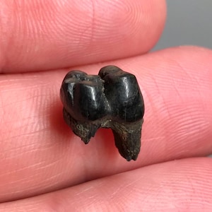 Fossil Ice Age Peccary Molar Tooth Ocala Florida - Pleistocene Epoch - Lovely Black Coloration