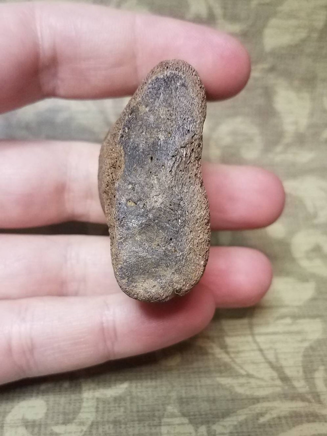 Extinct Stoutlegged llama Palaeolama mirifica Astragalus Etsy