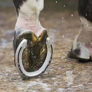 May include: Close-up of a horse's hoof with a silver horseshoe. The hoof is wet and the horseshoe is shiny.