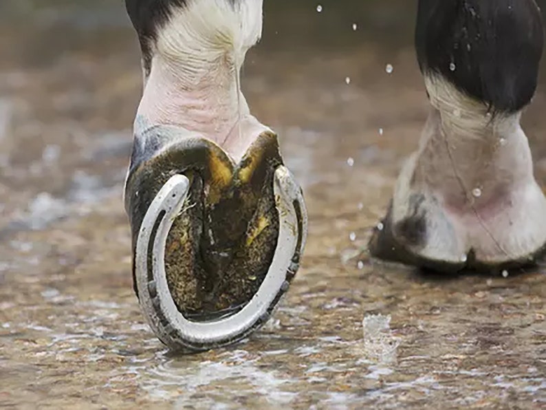 May include: Close-up of a horse's hoof with a silver horseshoe. The hoof is wet and the horseshoe is shiny.