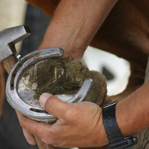 May include: A farrier uses a hammer to secure a silver horseshoe to a horse's hoof. The hoof is held in one hand while the farrier uses the hammer to attach the horseshoe. The hammer has a wooden handle.