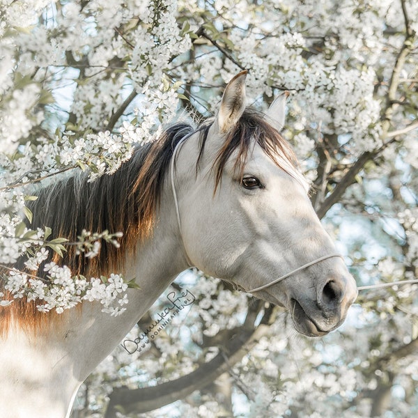 Thin Halter for Photographers | Rope Halter | Photography Halter | Thin Halter | Photo Headcollar