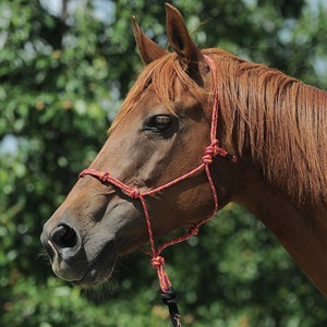 Puede incluir: Un caballo marrón con un cabestro de cuerda roja. El caballo está de pie en un campo con árboles verdes en el fondo.