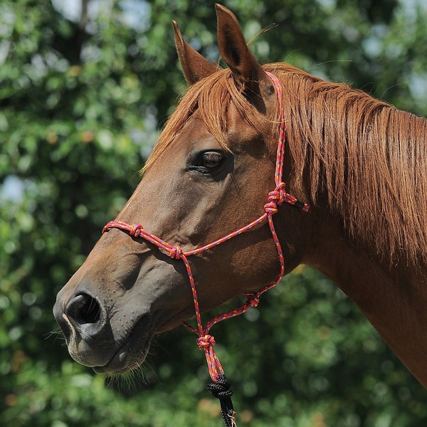 Rope halter  - Handmade