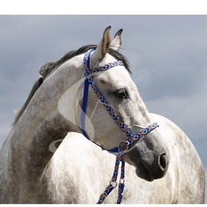 Bitless Bridle Indiana + rains.