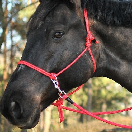 Bitless Rope Halter Reins Handmade Etsy