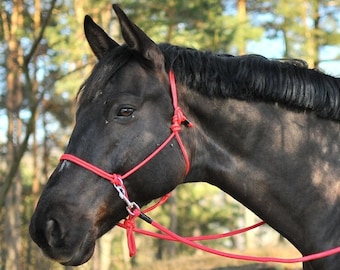 May include: A black horse wearing a red rope halter and lead rope. The horse is standing in a forest setting.
