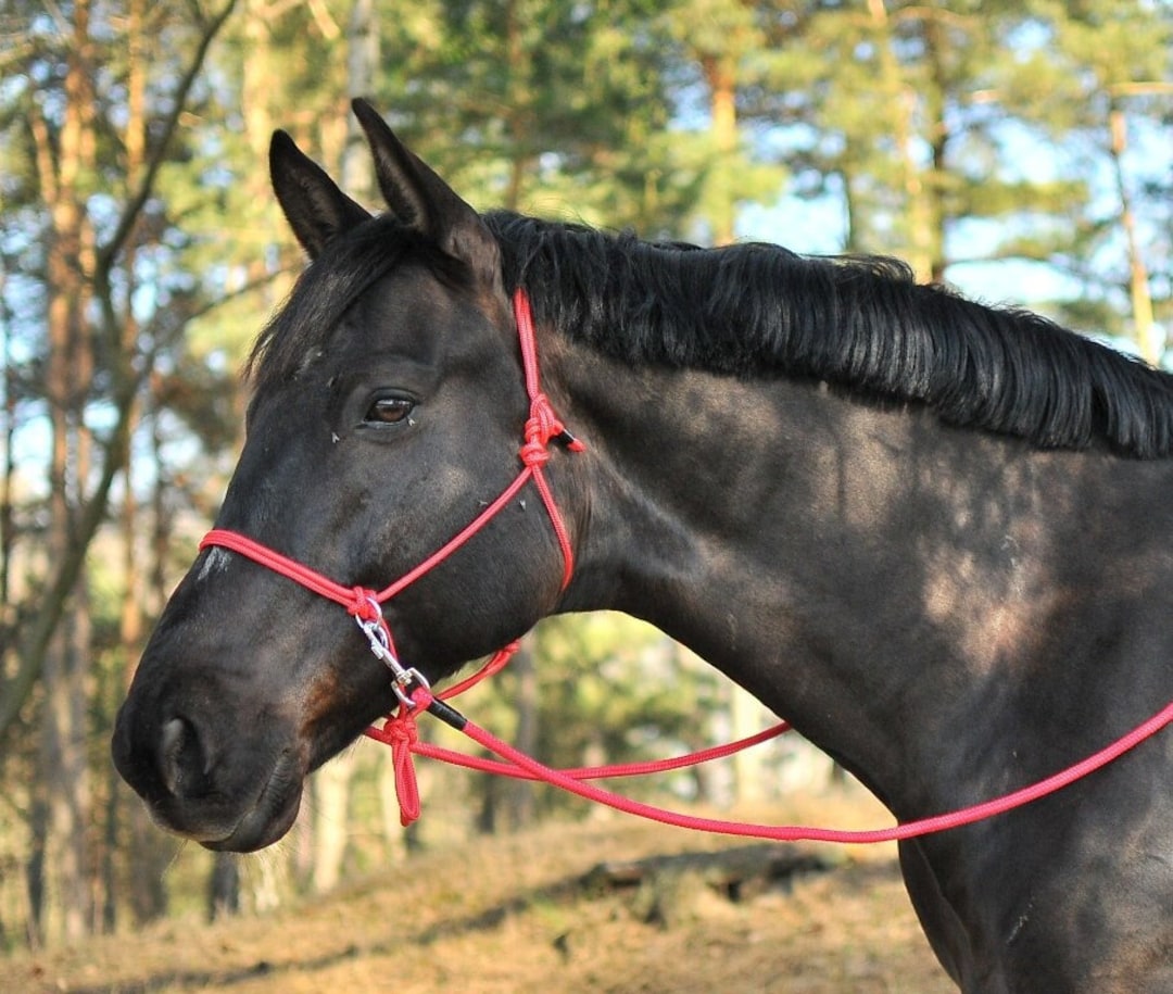 Rope Bitless Bridle Halter Reins Handmade Etsy