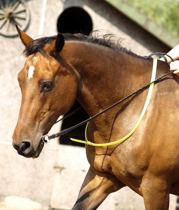 Sangle de maintien pour cheval - France