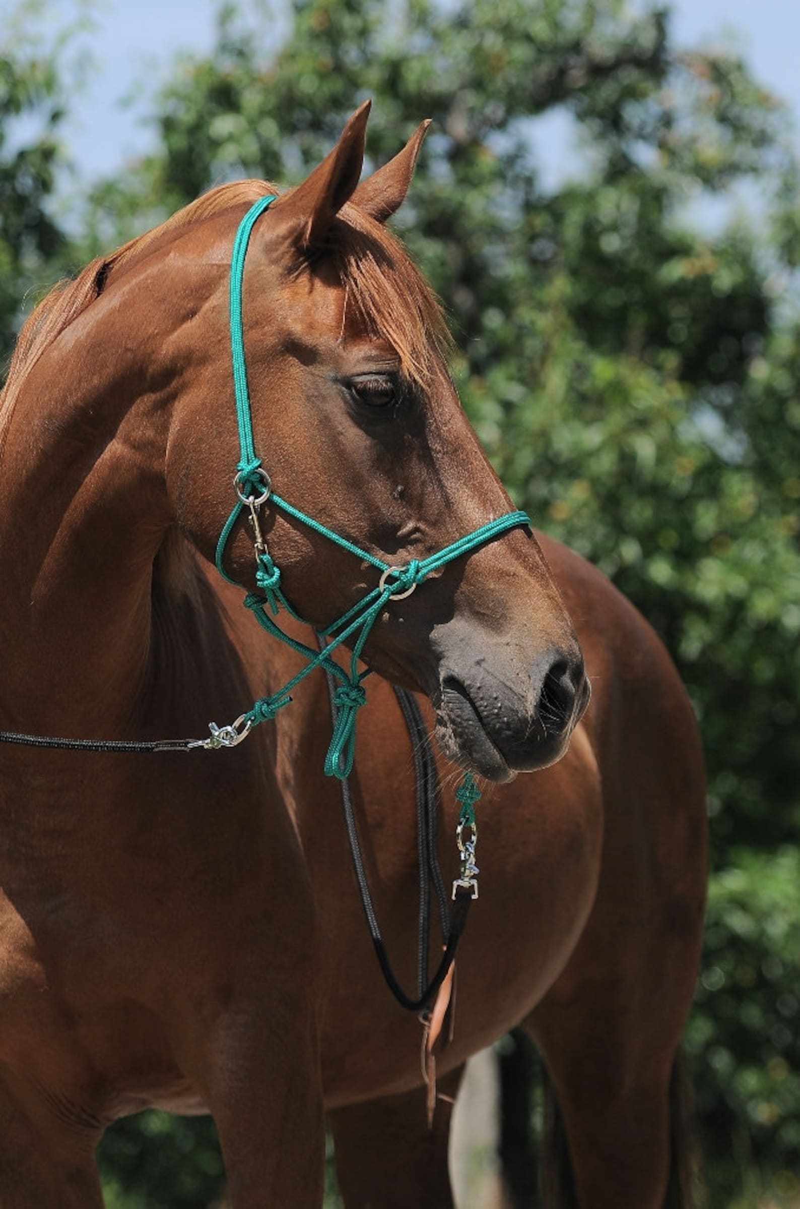Bridle Bitless Rope or Bitless Rope Sidepull Reins - Etsy