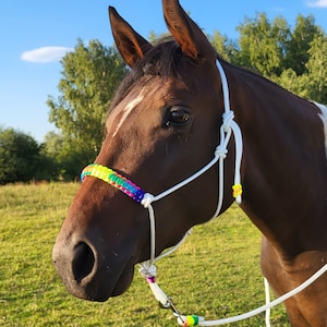 Puede incluir: Un caballo marrón y blanco con una cabezada de cuerda blanca y una bozal trenzado arcoíris. El caballo está de pie en un campo de hierba con un cielo azul de fondo.