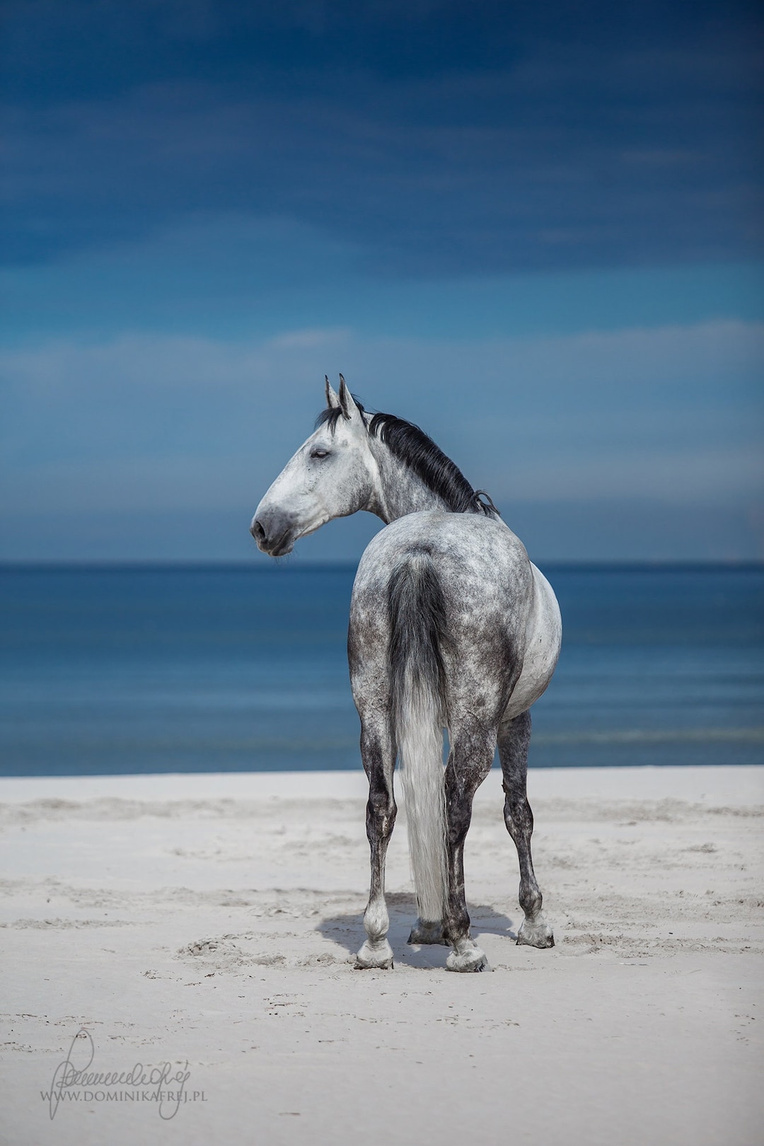 Photo Halter Photo Halter for Photographers | Rope Halter | Photography Halter ...