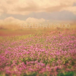 Field of Purple/Lavender Flowers with Light Leak Photography Digital Background/ Digital Backdrop / Overlays / Outdoors