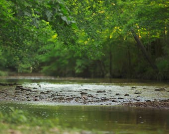 Spring/Summer Creek Scene with Greenery Digital Background/Digital Backdrop/Overlay