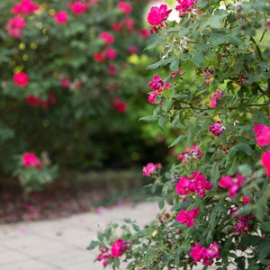 Pink Rose Path with Digital Backdrop/Digital Background / Overlay