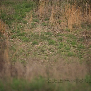 Green and Brow Open Field with Path digital background/ digital background