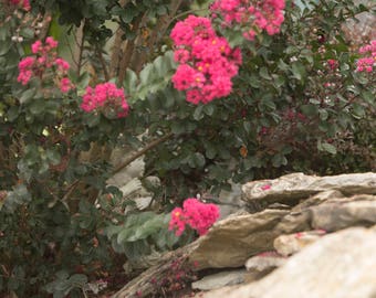 Set of Two Pink Flowers Hanging Over Rocks Baby/Children Digital Background/Backdrop