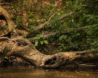 Outdoor Newborn Stump over Creek Water Digital Background/Digital Backdrop