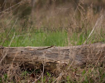 Tree Log Outdoor Poser for Newborns, Babies, Children Digital Background / Digital Backdrop / Overlay