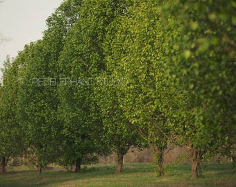 Set of 4 Blooming Tree Row Digital Background / Digital Backdrop / Overlay