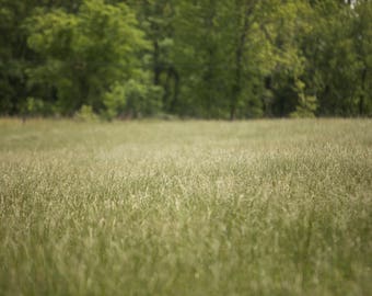 Set of 2 open field with tall wind-blown grass with light leak