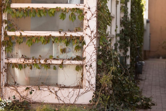 Set Of 4 Vintage White Garage Doors With Ivy Digital Background Digital Backdrop Overlay