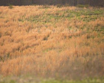 Set of 2 Tall Grassy Field Digital Background/Digital Backdrop / Overlay