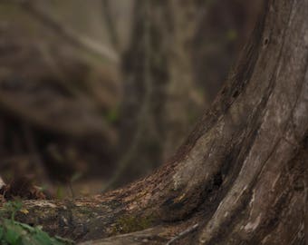 Outdoor Tree Stump Poser for Newborn or Baby Photography /Digital Background / Digital Backdrop / Overlay