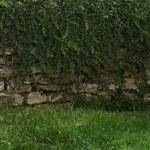 Ivy Wall with Stone Digital backdrop and digital background