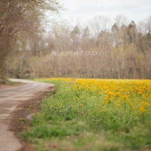 Set of 3 Yellow Wildflower Digital Download/Digital Background/Overlay