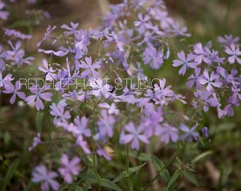Purple Flowers / Digital Background/Digital Backdrop / Overlay / Texture