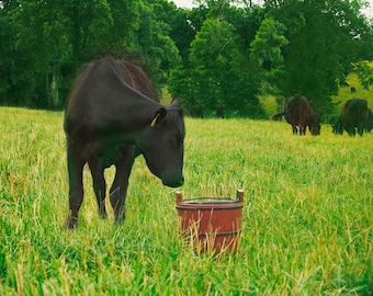 Field with Black Cows and Bucket for newborn outdoor digital background/Digital backdrop