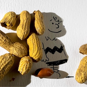 Op de afbeelding: Een grillige illustratie van Charlie Brown uit de Peanuts-strip, getekend met zwarte inkt, omringd door verschillende pinda's in hun schillen. De pinda's zijn lichtbruin en de achtergrond is wit.