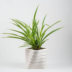 May include: A spider plant with long, green and white striped leaves, potted in a square, off-white ceramic planter. The planter has a textured, layered design. The plant is a vibrant houseplant.