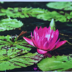 Loto rosa