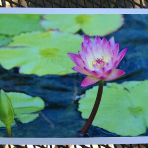 Lotus rosa piccolo