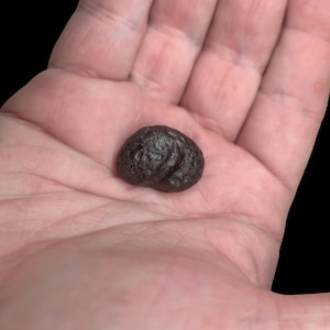 Könnte beinhalten: Ein kleines, dunkelbraunes, unregelmäßig geformtes Objekt mit einer texturierten, narbigen Oberfläche. Der Gegenstand hat ein abgerundetes, kieselsteinartiges Aussehen mit feinen Vertiefungen und einer matten Oberfläche, liegend in einer Handfläche.