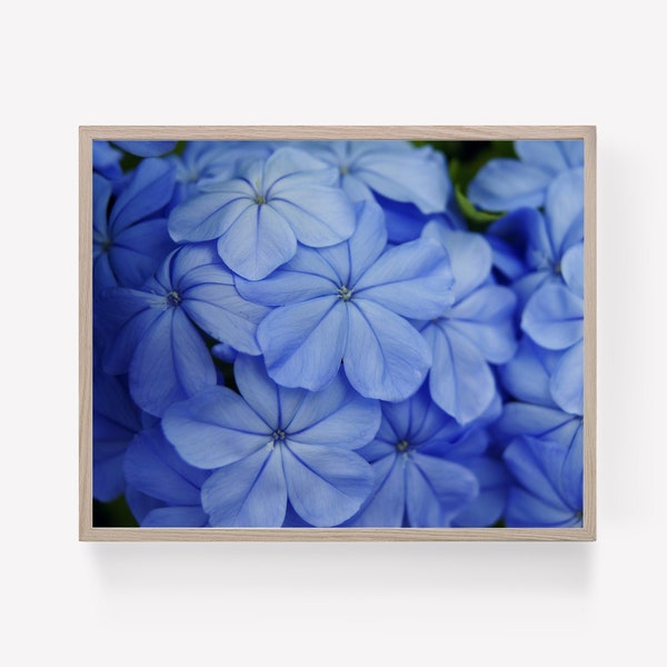Blue Flowers Printable, Blue Plumbago Print, Flowers Printable, Floral Printable, Instant Dowloand, Ready to Print Photograph, Floral Art