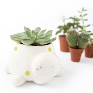 Sea Turtle Planter Pot for Succulent or Cactus. Unique  Ceramic Tortoise Pot. Handmade in Italy.