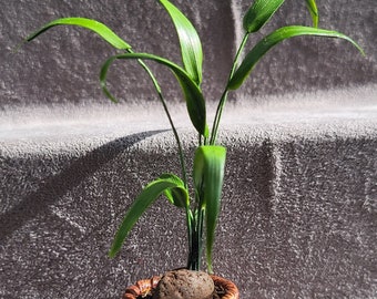 CoCONUT PLANT in a pot, scale 1:12 – dollhouse, miniatures, garden, greenhouse, fimo, green plant