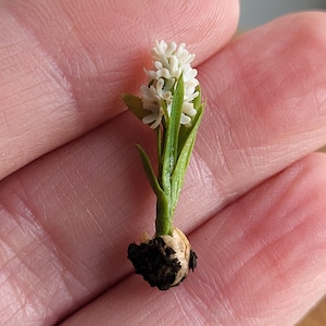 Puede incluir: Una miniatura de flor de jacinto blanco con hojas verdes y una base de bulbo. La pequeña flor se sostiene en una mano, mostrando sus delicados detalles. Los pétalos de la flor están agrupados y las hojas son largas y delgadas.
