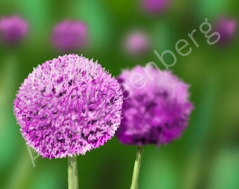 Allium Pom Pom plant wall art print