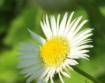 Foto Arte, Arte Floreale, Arte Giardino, Estate in Inghilterra, Fine Art Photo
