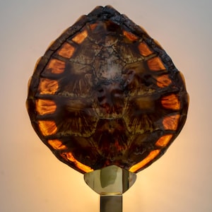 Pode incluir: Uma lâmpada única com abajur de carapaça de tartaruga. A concha é marrom com reflexos alaranjados, montada em uma base de latão. A lâmpada emite um brilho quente, um elemento de iluminação decorativo.