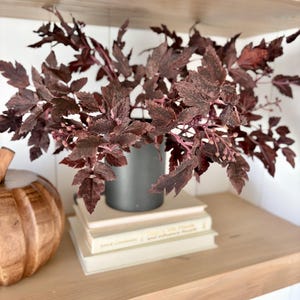 May include: A dark burgundy plant with serrated leaves and small buds in a matte gray cylindrical pot. The pot sits atop a stack of two cream-colored books next to a carved wooden pumpkin on a light-toned wooden shelf with a white background.