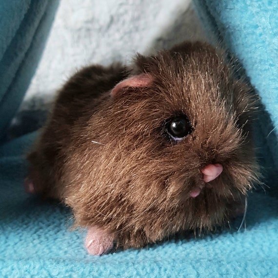 teddy bear guinea pig