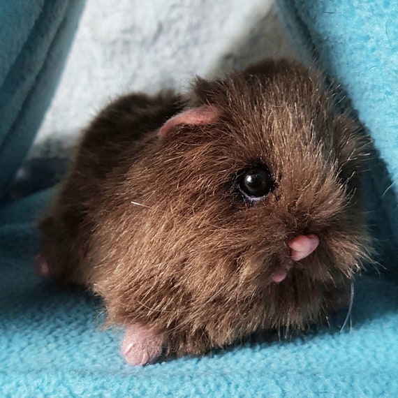 guinea pig teddy